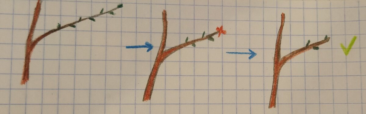 Срез над почкой. 