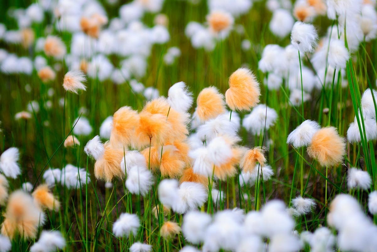 пушица болотная