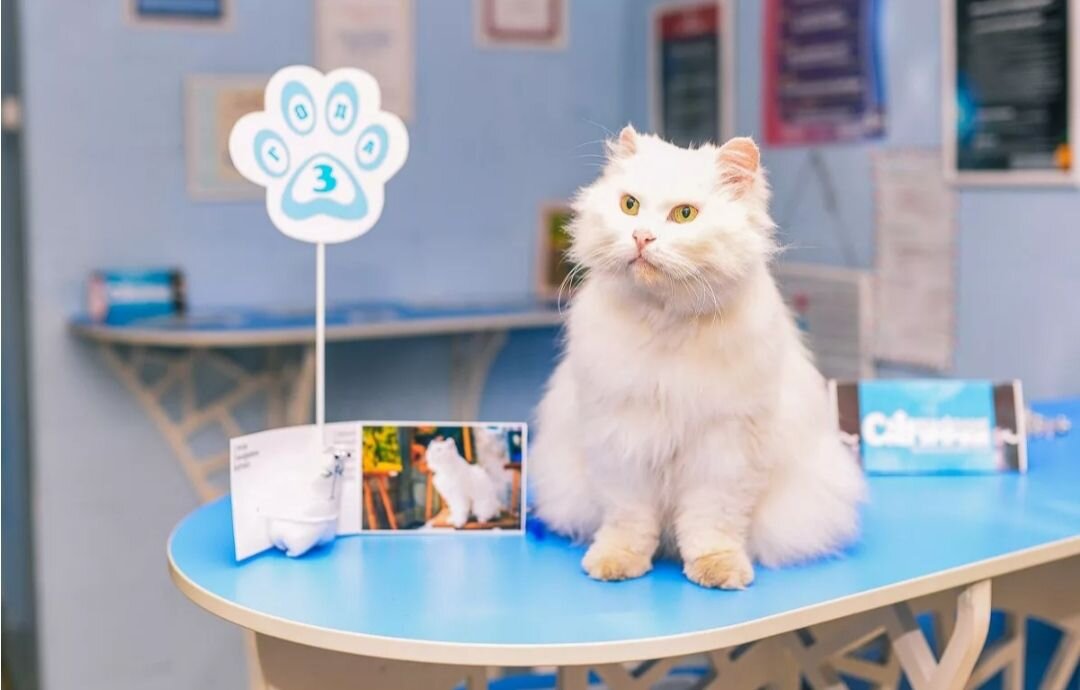 Котик стал любимцем Снегурочки.