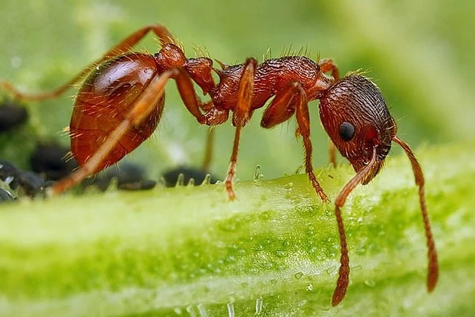 Андре муравей. Myrmica rubra. Myrmica ruginodis. Рыжая мирмика. Рыжая мирмика муравей.