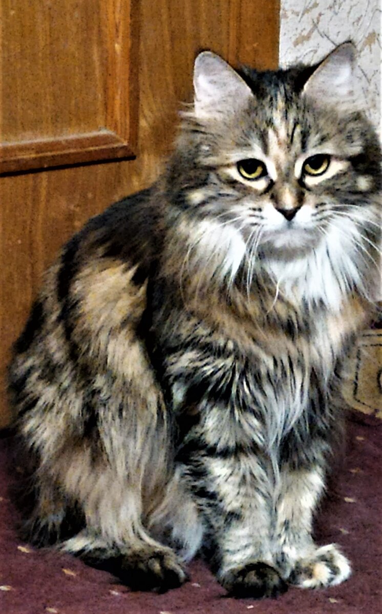 Фото из личного архива. Это Масяня, которую Андрей невольно обидел, когда забыл о законах физики.