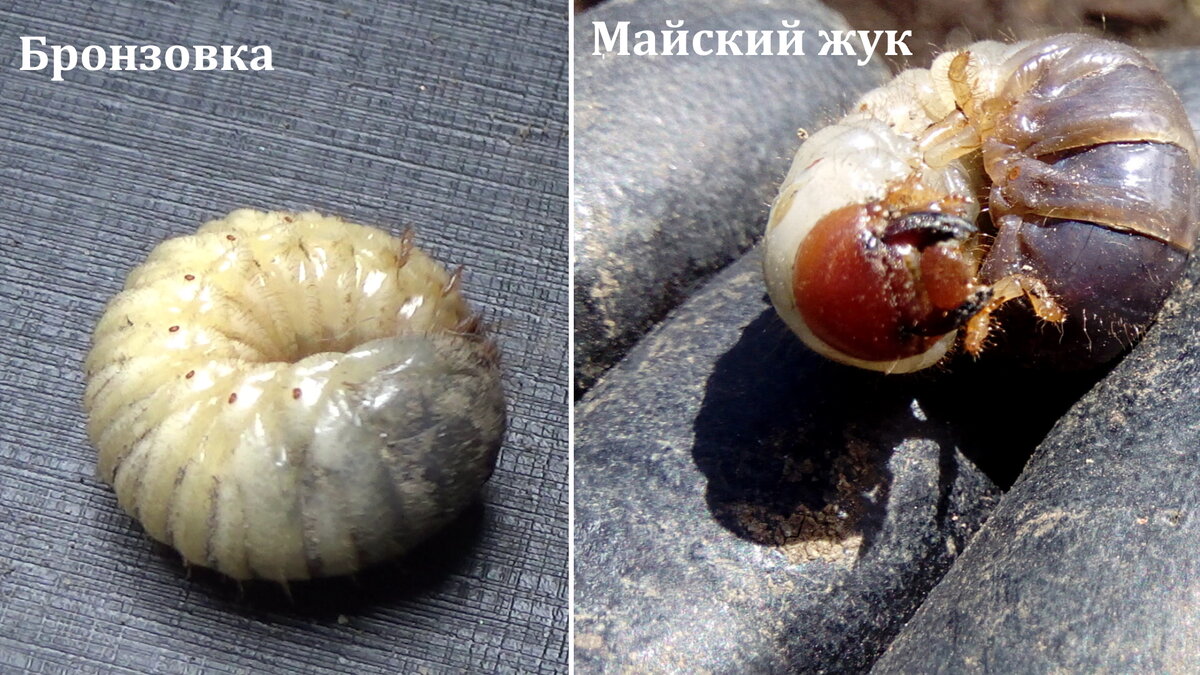 В.Г. Шиленков: фотографии личинок жуков