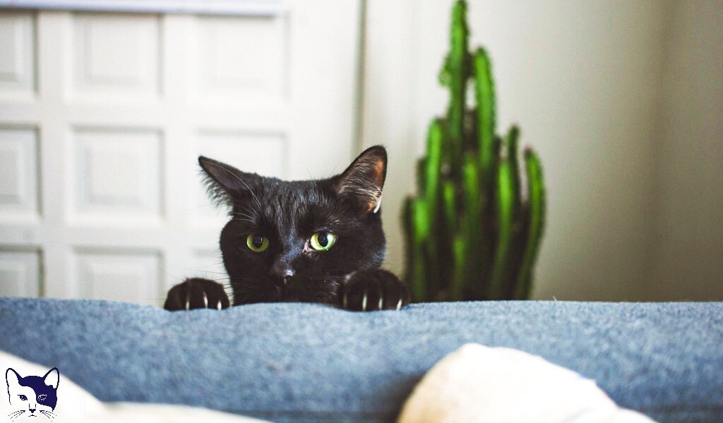 Источник изображения: Яндекс Картинки