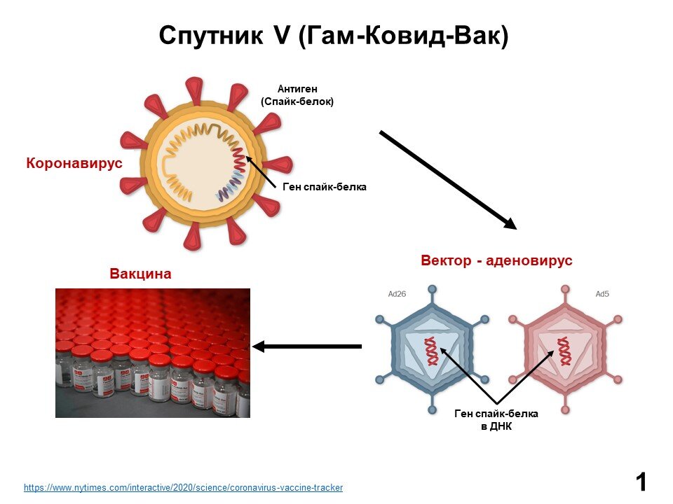 белка коронавирус. структурные белки коронавируса. Structure of spike protein sars cov 2. Spike protein sars cov 2. белок коронавируса.