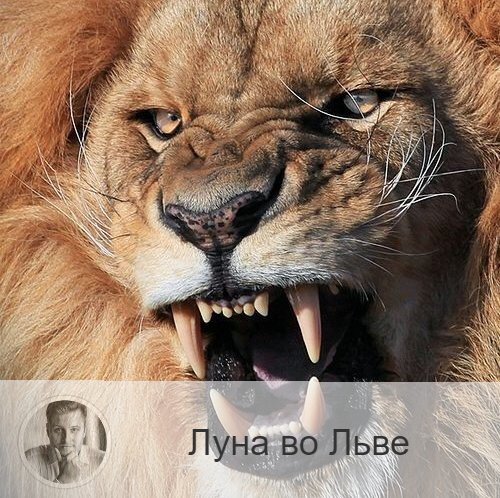 Подписывайтесь на наш канал, друзья!
Луна в знаке зодиака Лев с 05:54 28-ого по 11:02 30-ого. 👥 Когда Луна переходит в знак Льва, мы становимся радостными, нам хочется праздника и жить на полную катушку. Если к этому времени вы подошли с депрессией или плохим настроением, то сейчас Луна облегчает вам выход из этого состояния. Вы можете ощутить творческий и духовный подъём, настроение улучшится, появится радость. Чувство собственного достоинства расправляет плечи, появляется желание признания своих достоинств и получения похвалы. В это время мы сияем ярче, чувства обостряются, приходит вдохновение и желание поддерживать близких.
✅ В это время хорошо устраивать праздники и вечеринки, посещать культурные мероприятия, музеи, кино, дискотеки и т.п. Может появится желание поучаствовать в играх или розыгрышах, не противитесь ему, время отлично подходит для игры. Благоприятно общение с детьми и родственниками, проводить совместный досуг, отдыхать. В это время лучше отдаться спонтанному времяпрепровождению, чем запланированному.
❌ В этот период вас может потянуть на авантюры, поэтому лучше отложить дела, связанные с крупными денежными вложениями, недвижимостью, деловым сотрудничеством, ценными бумагами и денежными документами.
❤️ Это отличное время для ухаживаний и романа, смело завязывайте новые знакомства, они могут перерасти в продолжительные отношения. Любовь в этот период усиливается.
💊 В это время необходимо беречь сердце и избегать излишних волнений.

—————
Хочешь узнать больше о себе или о своих близких? Переходи по ссылке 👉 numeromagic.ru/uslugi