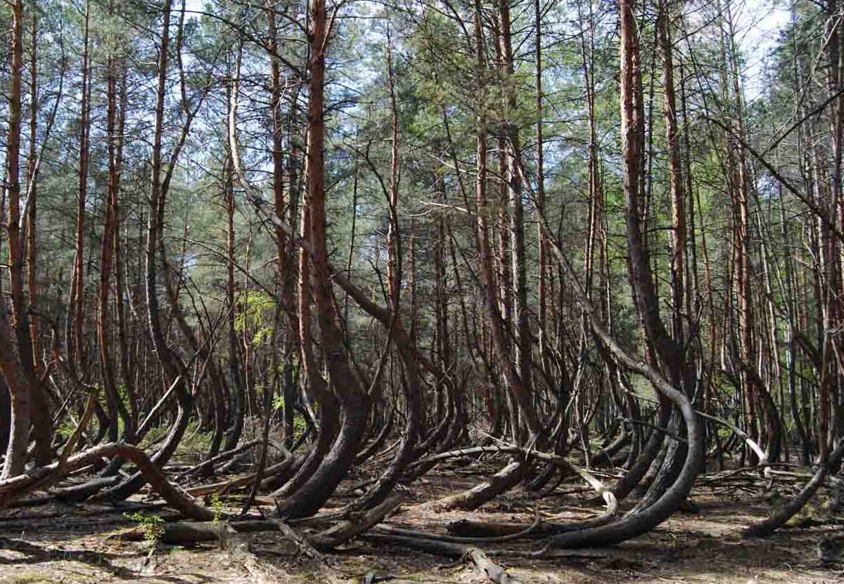 В отдельных местах леса где. Ведьмин лес Брянск. Ведьмин лес Рязанская область. Ведьмин лес Брянская область.