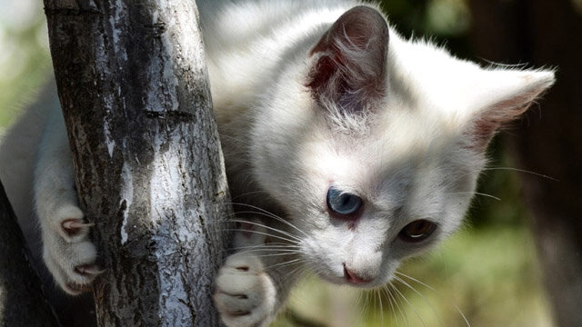 Анатолийская короткошерстная кошка