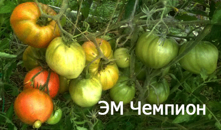 ЭМ Чемпион