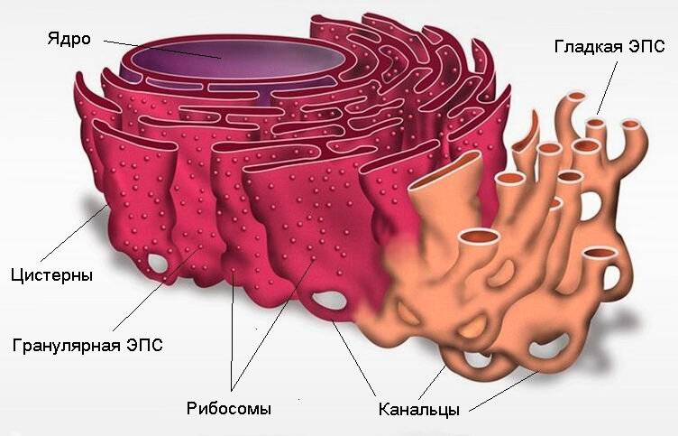 Для продолжения работы вам необходимо ввести капчу