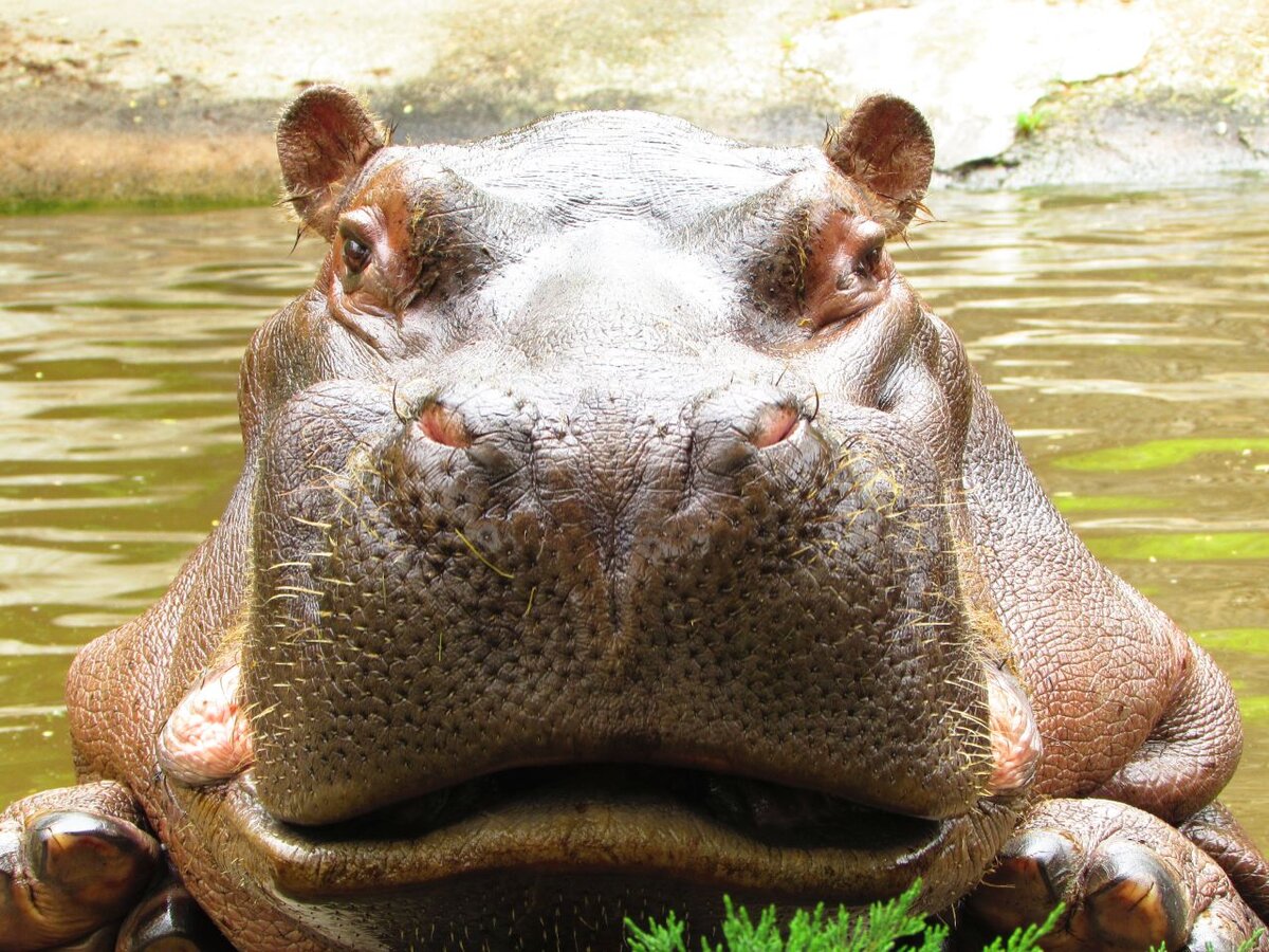 Видно, что он парнокопытный, ноздри которые могут закрываться и умилительные усики:)