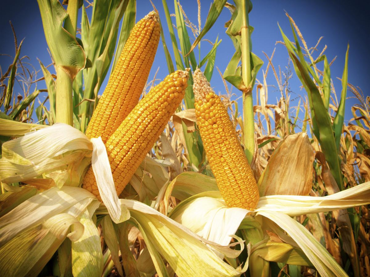 Почему кукурузу называют 