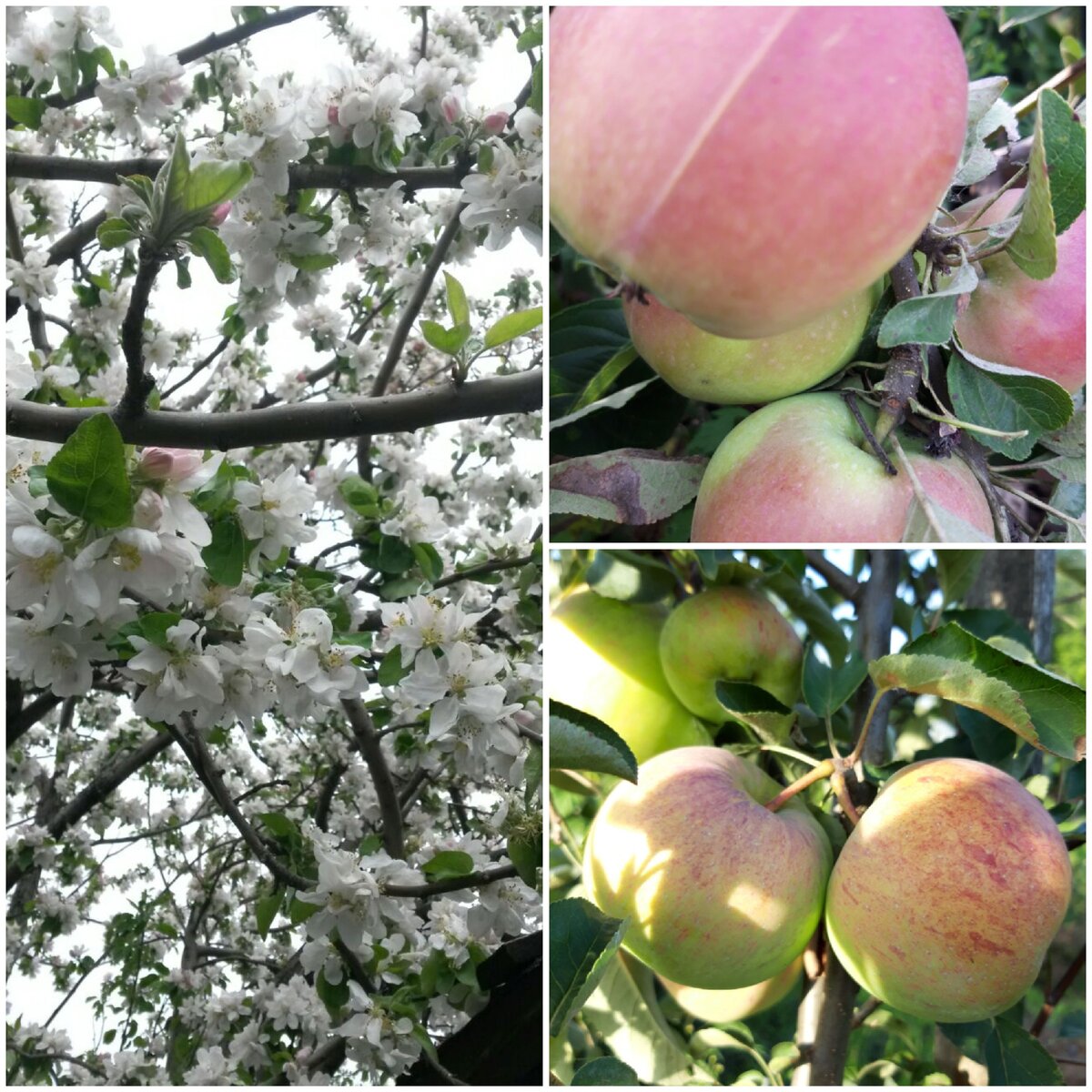          Красота и вкуснота