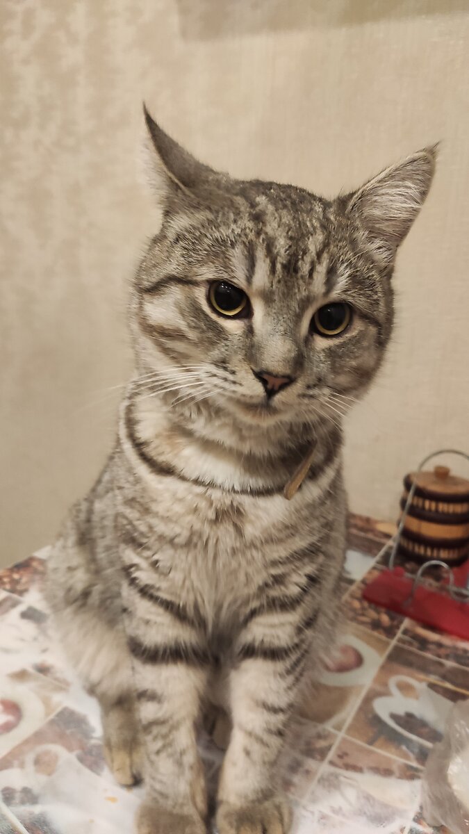 Котик Гомер. Нам 7 месяцев.