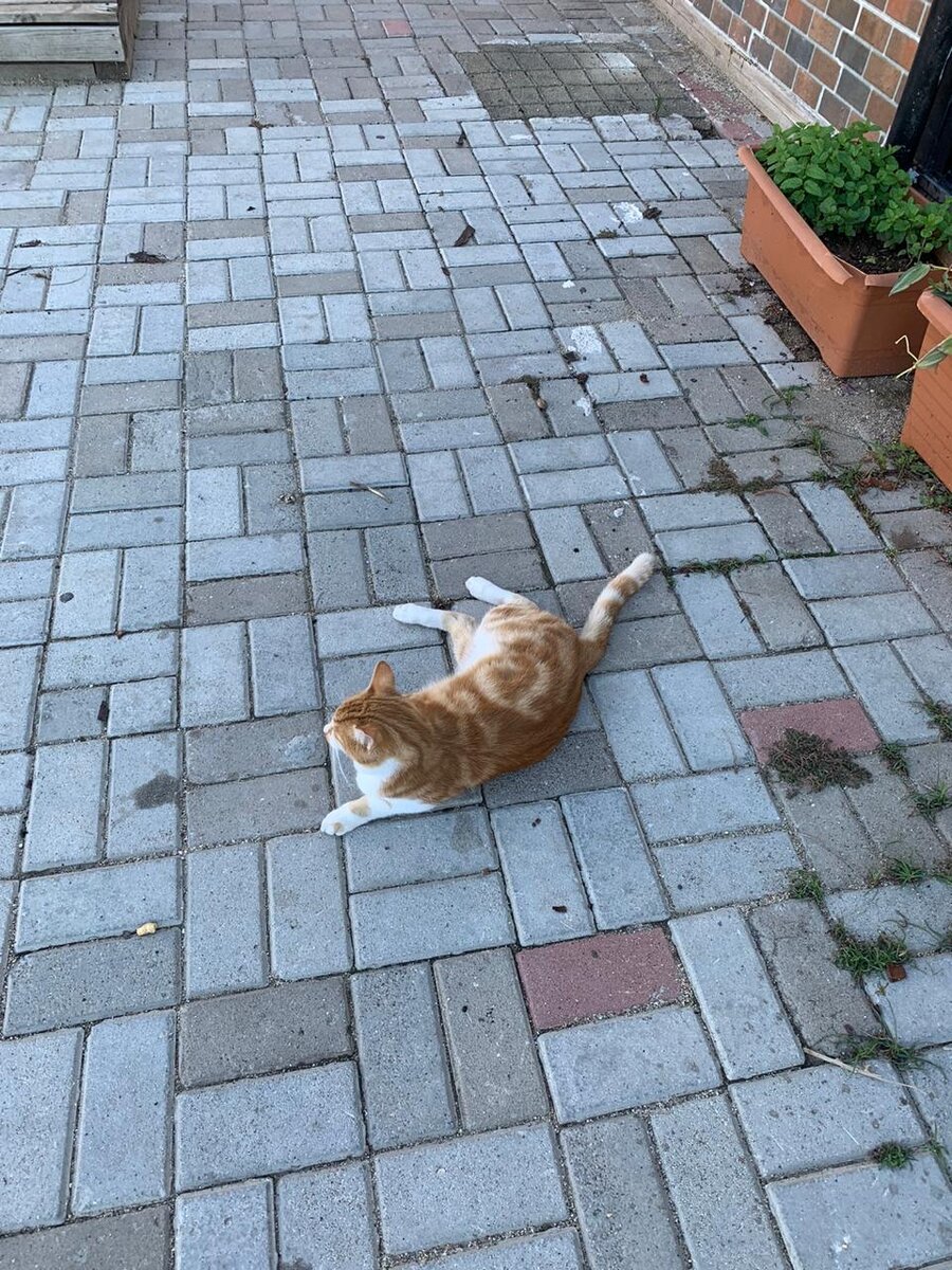 Аланийские котики