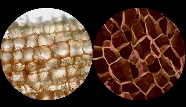 Из — за своей ячеистой структуры, пробка состоит в основном из пустого пространства. Пробка прекрасно гасит шум! Для ударных звуковых волн, этот показатель снижается на 16-20 дБ.