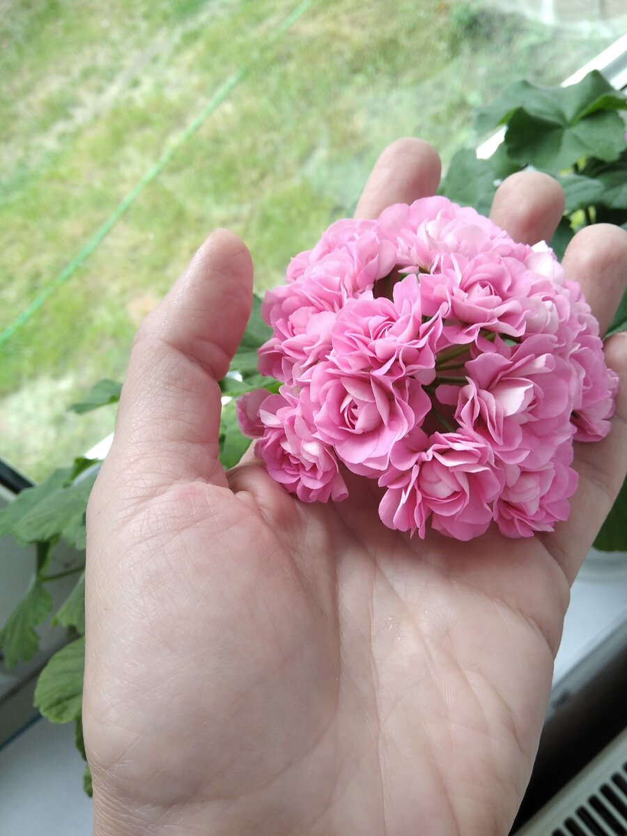 Pink Rosebud