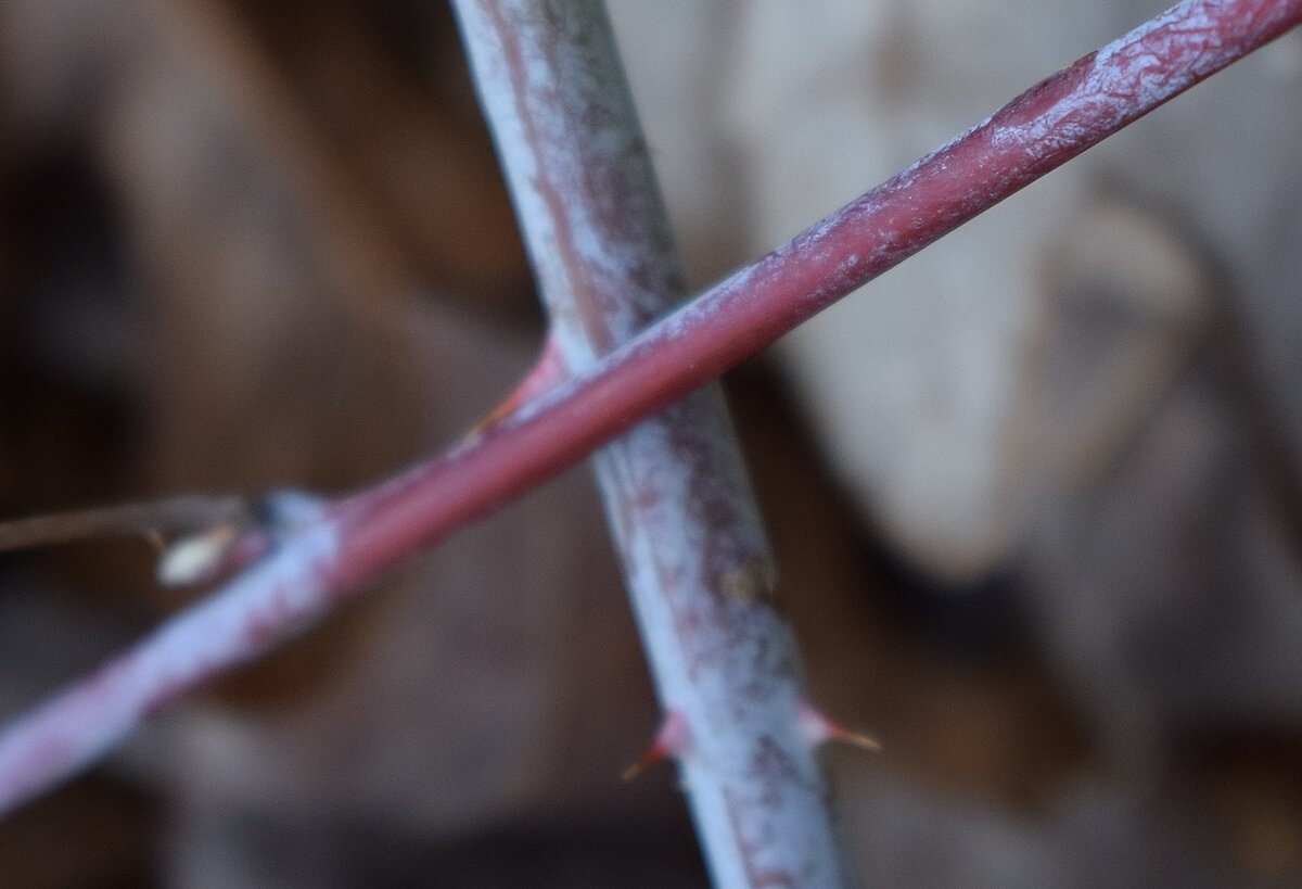 Pixabay License Бесплатно для коммерческого использования
Указание авторства не требуется