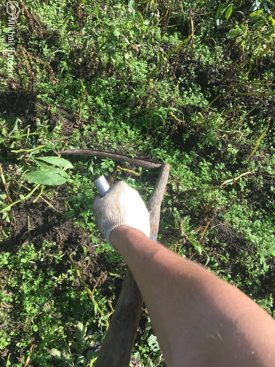 Косим картофельную ботву.