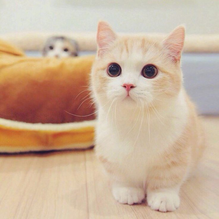 Котёнок
