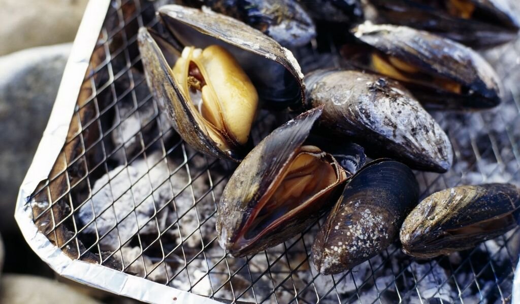 Где живут мидии. Где живут мидии. Где живут мидии. Мидия моллюск. Мидия.