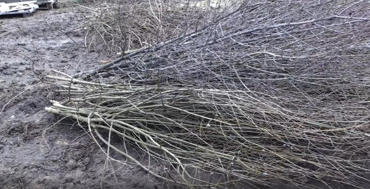 Ветки ракитника