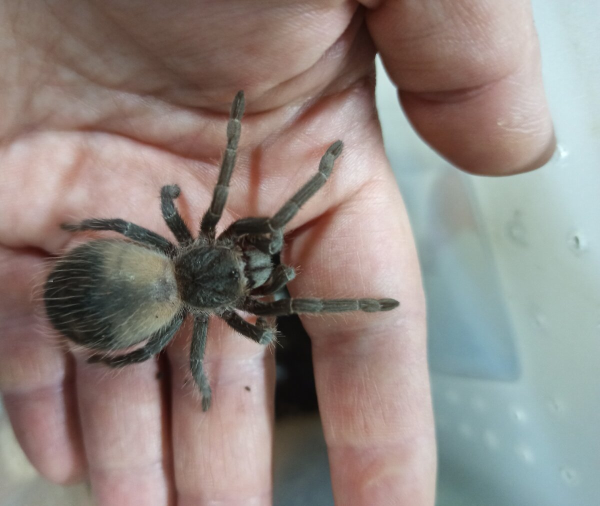 паук-птицеед Lasiodora parahybana L4