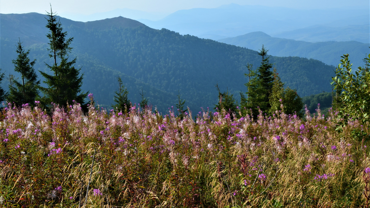 Цветущий Иван-чай. Источник: commons.wikimedia.org