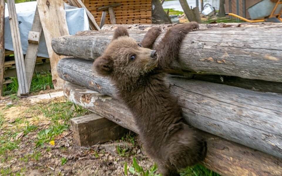 Прогулка по территории фермы 