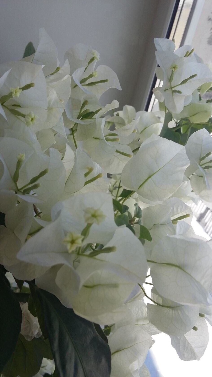 Бугенвиллея сорт Белая Ямайка