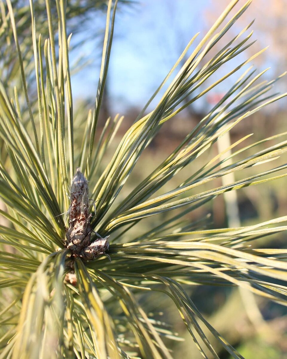 Фото из Нашего питомника!