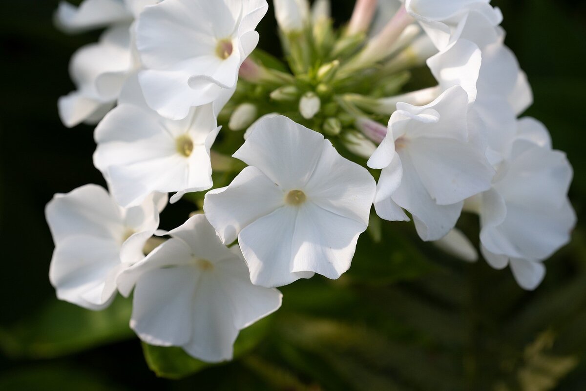 Фото с pixabay.com Флоксы.