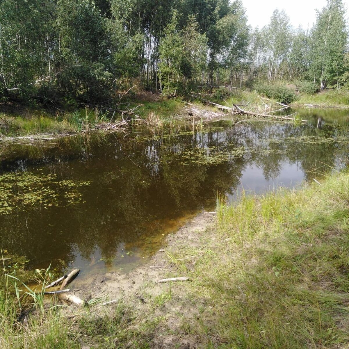 Лесное озеро. На природе озаряет быстрее... 