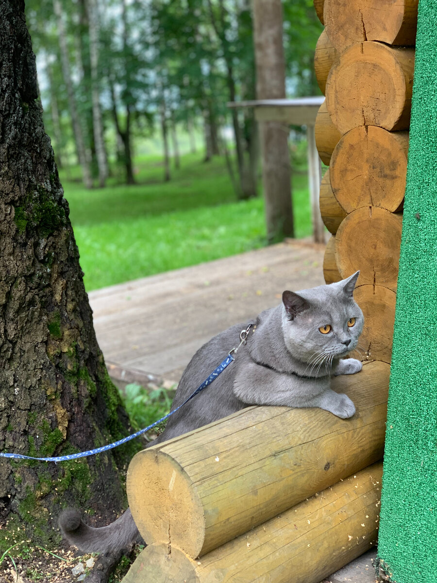 Мой кот Мартин