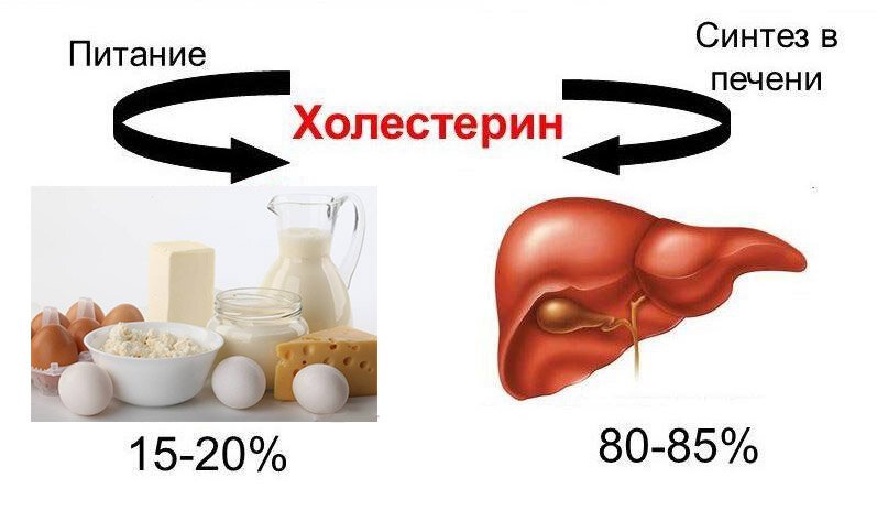 Холестерин вырабатывается печенью (картинка из Интернета)