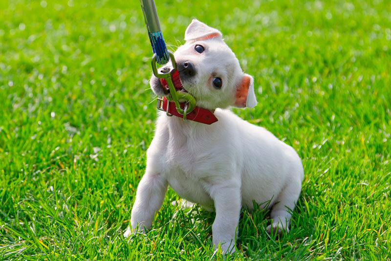 Картинка из интернета