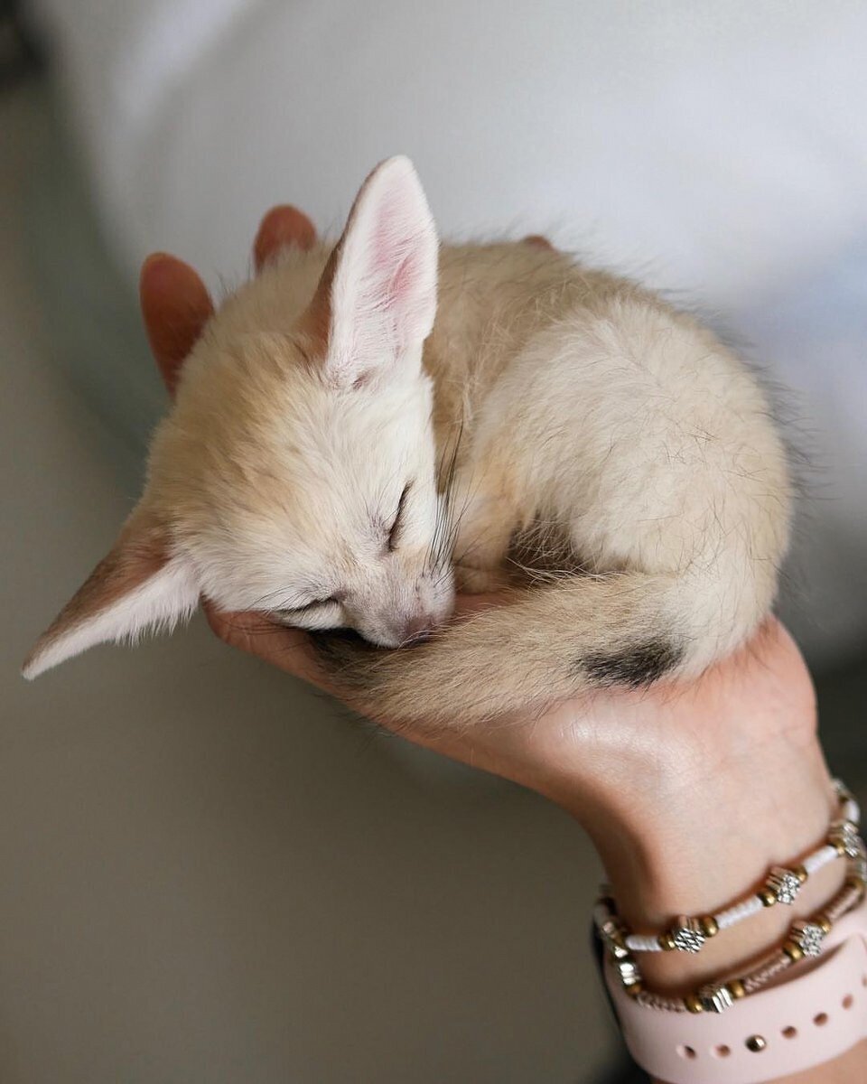 Добавьте описание