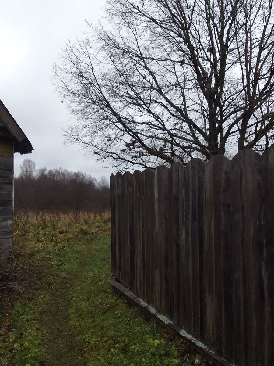 Проулок у старого дуба