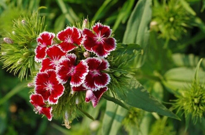 Гвоздика турецкая