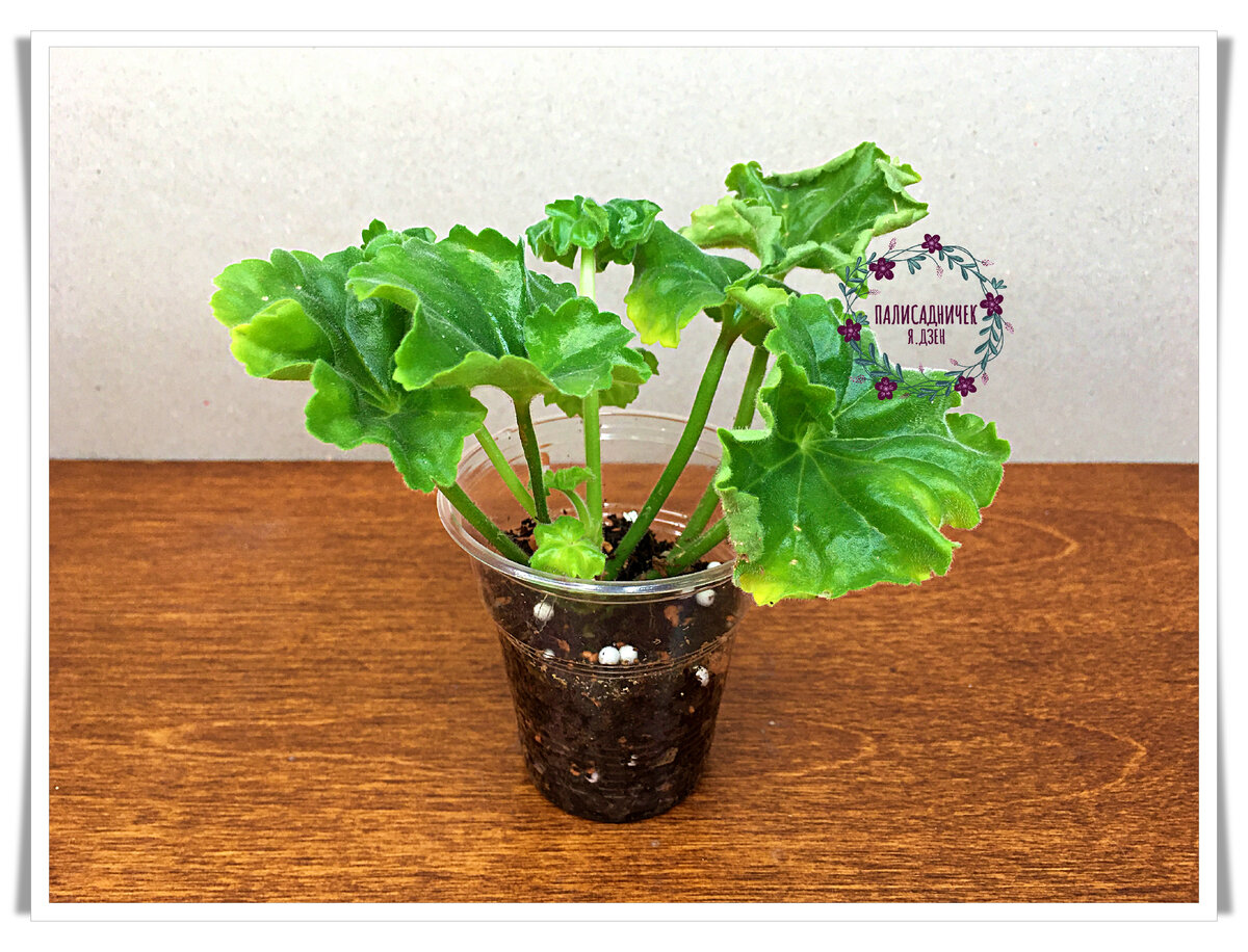 Самое первое фото пеларгонии в нашем доме в день покупки. Я надеялась, что до весны посидит в своём стаканчике, а весной дам свежего грунта и горшочек красивый. Но всё вышло несколько иначе.