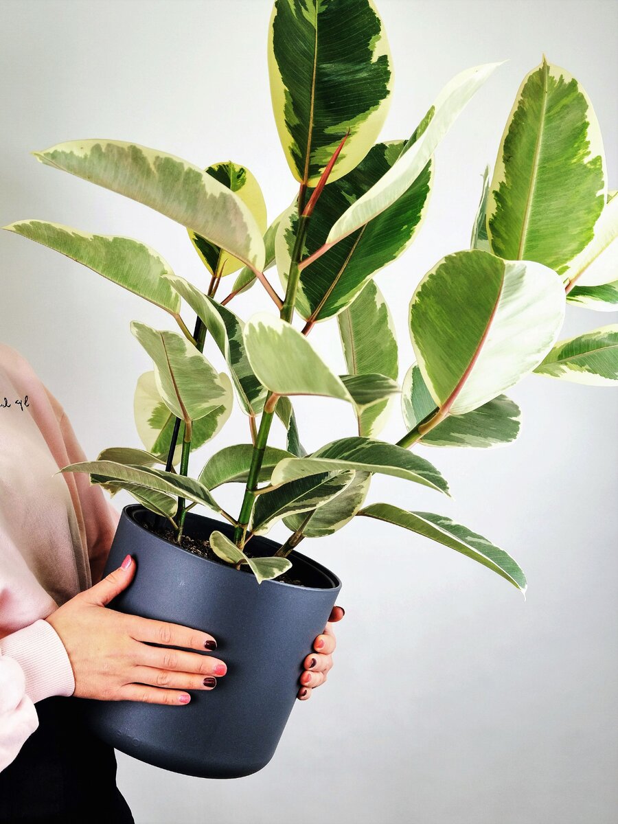 Несмотря на то, что семейство фикусов включает в себя множество видов, к выращиванию в домашних условиях приспособлено не более 20 сортов.