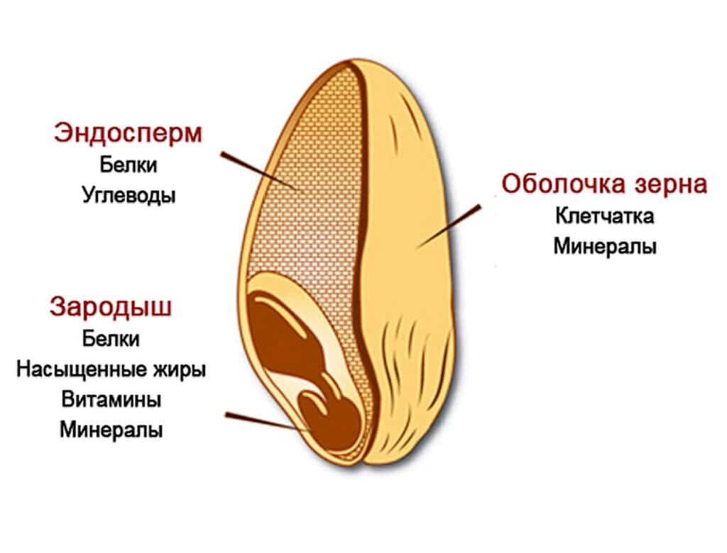 Изображение с ресурса ru.wikipedia.org