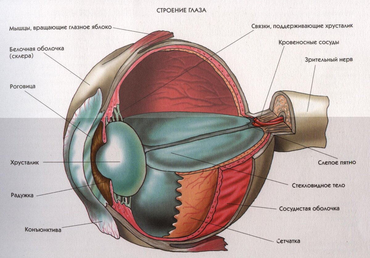 Глаз как оптическая система — урок. Физика, 9 класс.