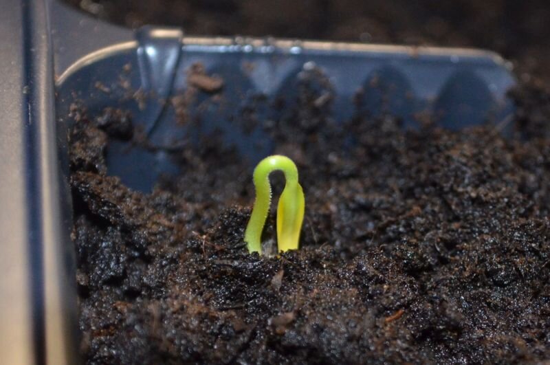 Вот так всходят семена перца.