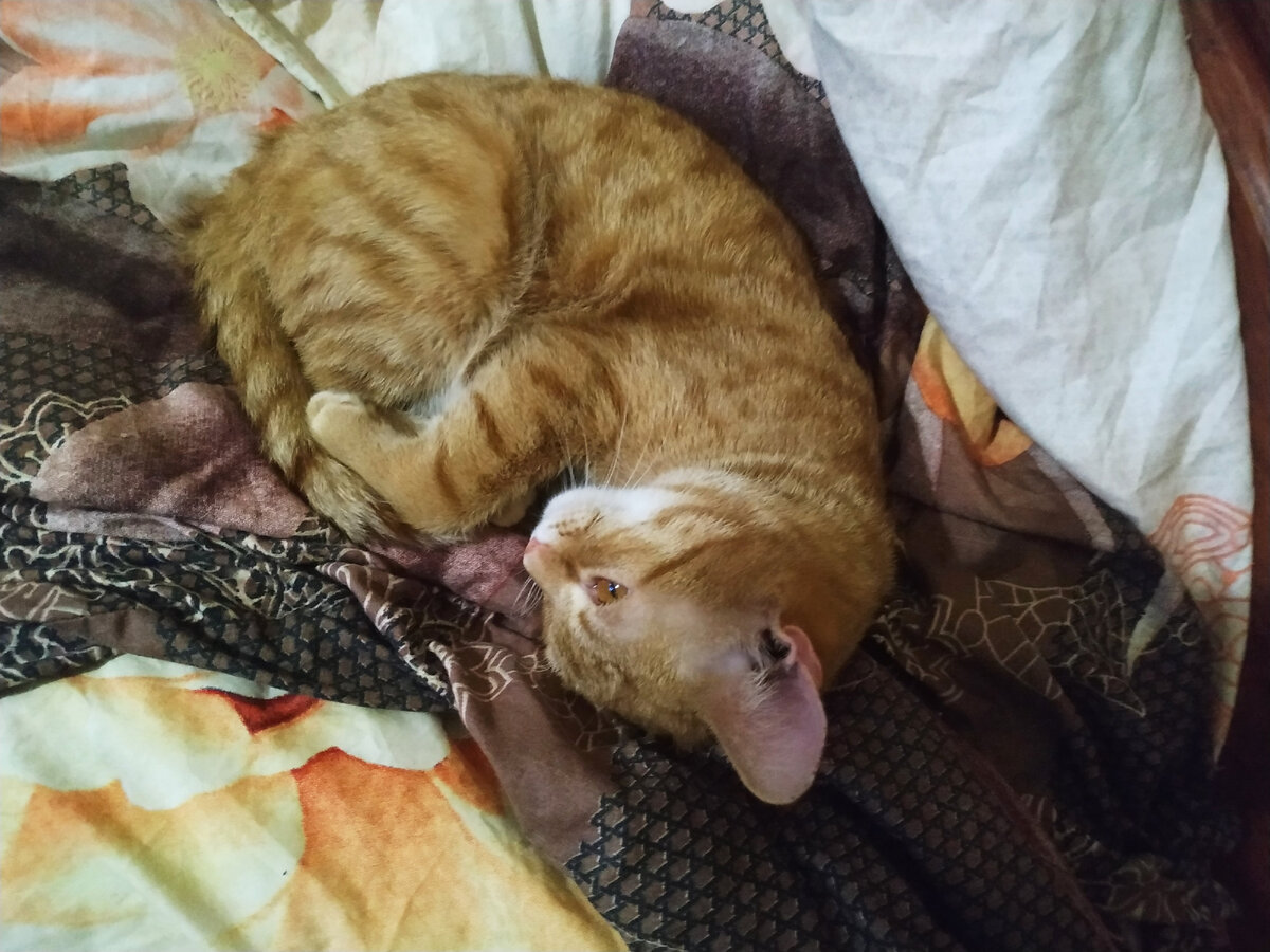 Лежит наш Персик и думает о жизни