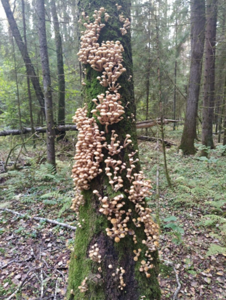 Автор фото Валерий Ш.