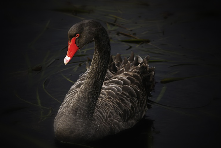 фото pixabay.com