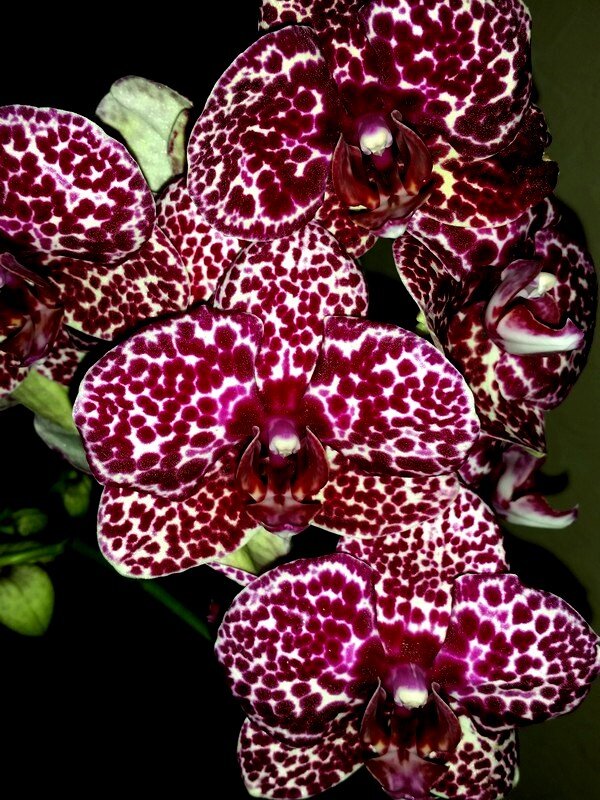 Обладая прекрасными генами, ценится за благородный вид, своенравность и грациозность.