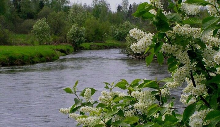 Народная примета начала клева 1,5-килограммовых карасей весной