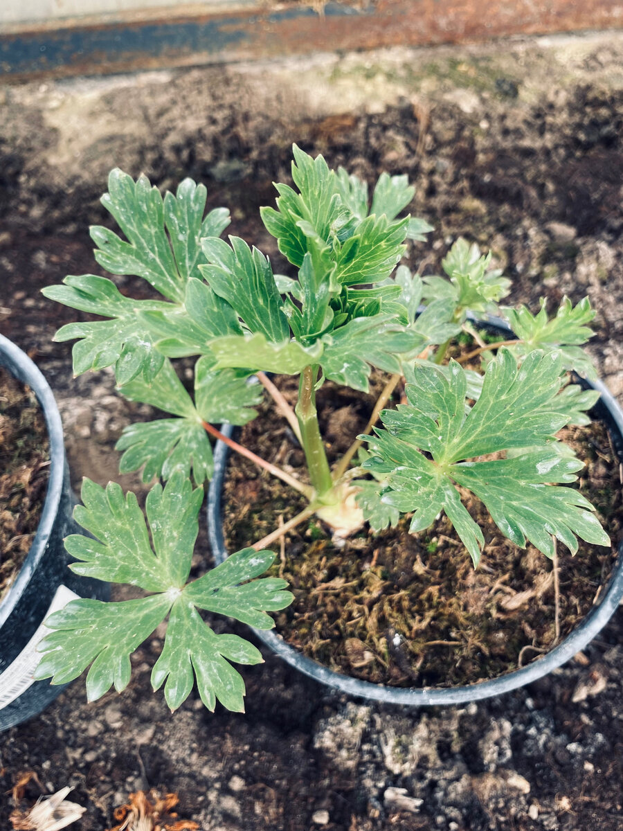 Один из шести аконитов. Везде фото автора.