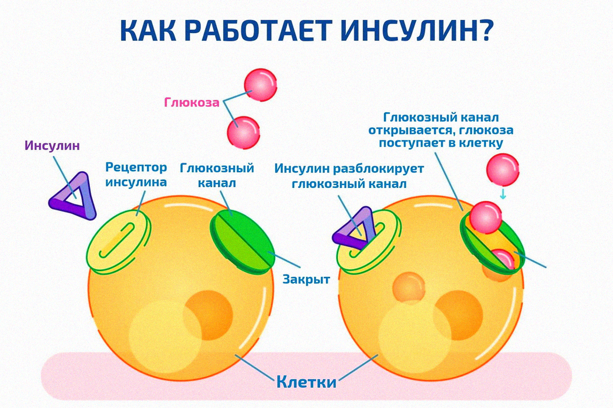 Гипогликемия (низкий уровень в крови сахара) - Медичний центр 